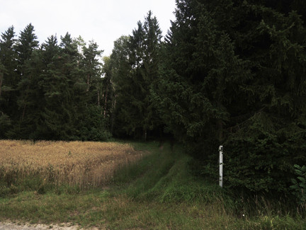 Der Weg führt uns in den Wald hinein.
