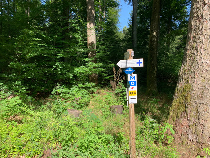 Markierung des Planetenwegs (weißer Kreis auf blauem Grund) im Banzer Wald