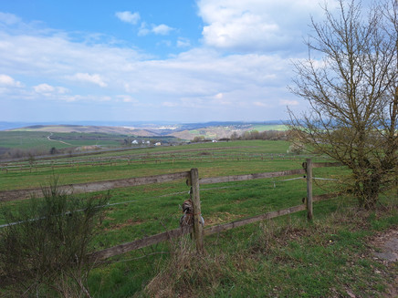 Pellingen (2)