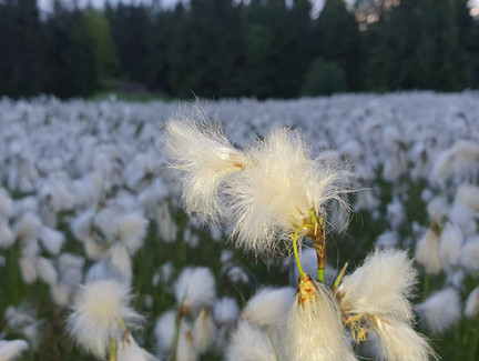 Scheidiges Wollgras im Regenmoor am Rennsteig