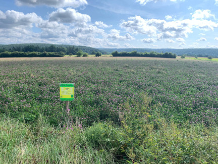 Rotkleewiese für landwirtschaftliche Zwecke bei Weißenbrunn