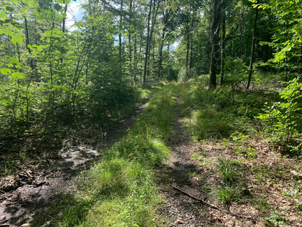 Wanderweg des Rundwanderwegs L9 zum Röserkopf