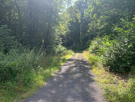 Schöner Kiesweg im Weißbachsgrund