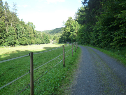 Pferdekoppel neben dem Wanderweg im Weißbachsgrund