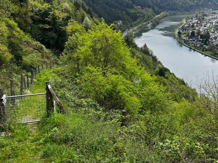 Aussicht auf die Mosel