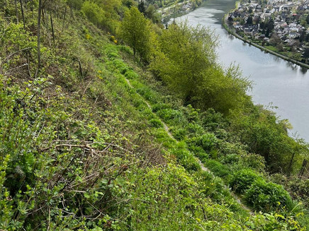 Wildkräuter im Hang