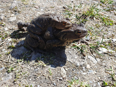 Piggyback into the monastery pond