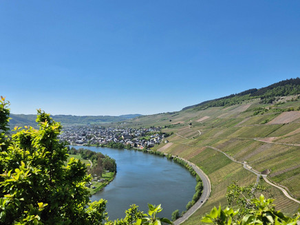 Aussicht auf Kröv