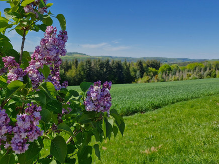 Ausblick auf den Saargau von Kastel