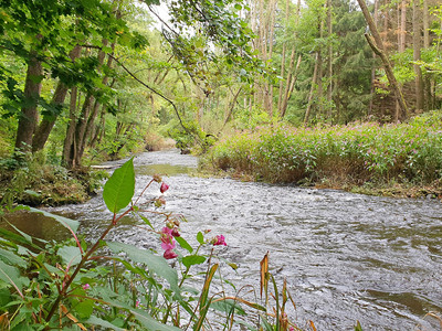 Bode am Harzer-Hexen-Stieg in der Nähe von Neuwerk