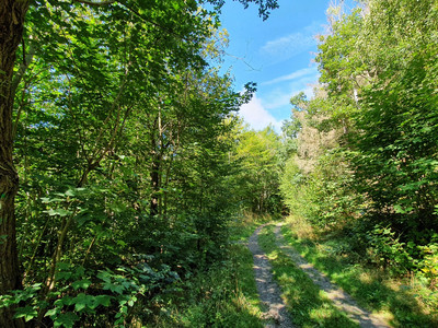 Teilabschnitt Harzer-Hexen-Stieg