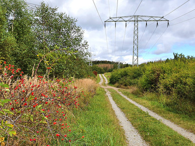 Teilabschnitt des Harzer-Hexen-Stieges