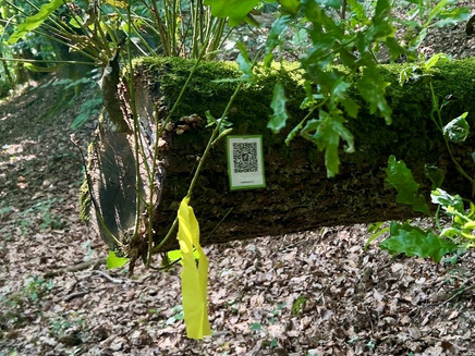 Code am Baum der digitalen Schnitzeljagd