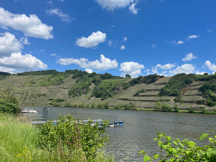 Blick auf die Weinberge von Mehring