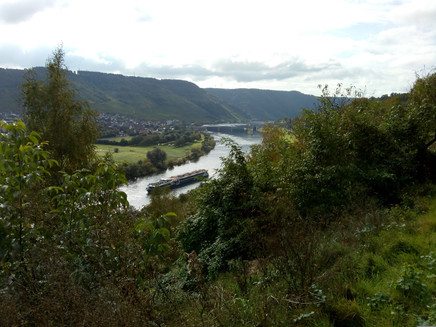 Im Hintergrund die Moselstaustufe Wintrich