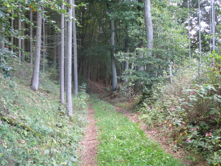 Waldweg am Deutersberg