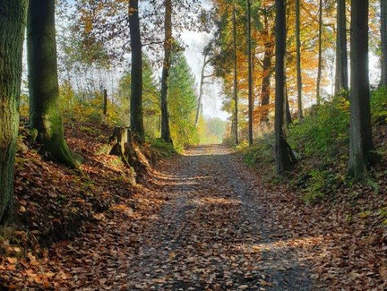 Waldweg am Deutersberg