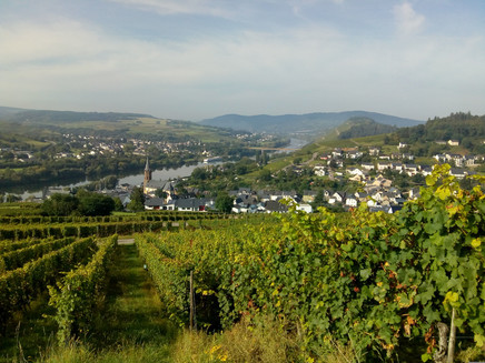 Aussicht auf die Weinorte Lieser und Mülheim