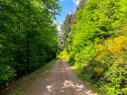 Unterwegs im Wald