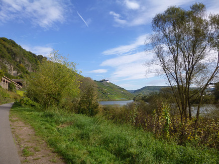 Moselradweg von Reil nach Zell