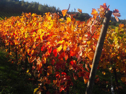 Herbstfarben