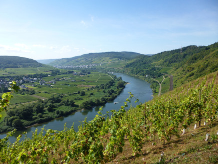 Mosel zwischn Pünderich und Reil.