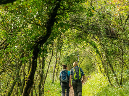 Forest section on the Moselsteig near Perl