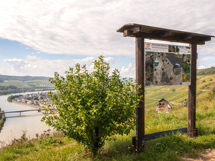 Overview sign of the Aktivpfad Mehring on the Moselsteig near Mehring