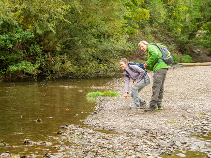 Forest path on the Moselsteig stage 20