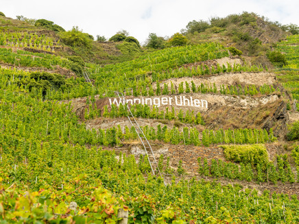 Weinberge Winningen