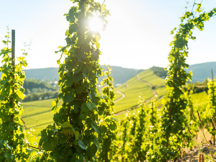 View through the vineyards to the Marienburg near Pünderich