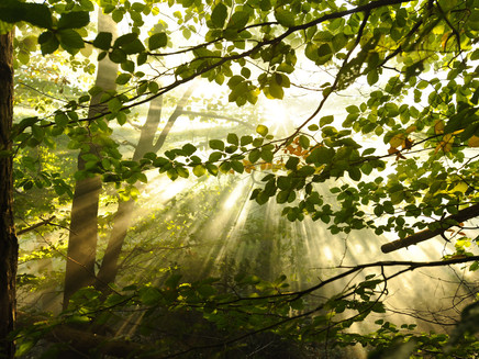 On the way through the deciduous forest