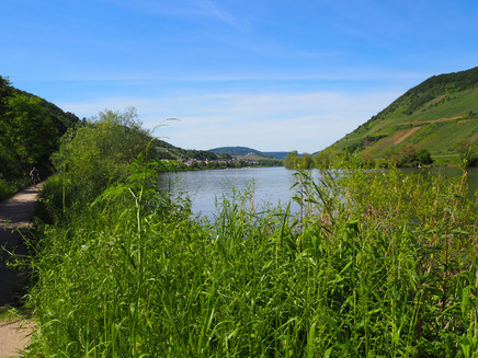 Mosel bei Briedel