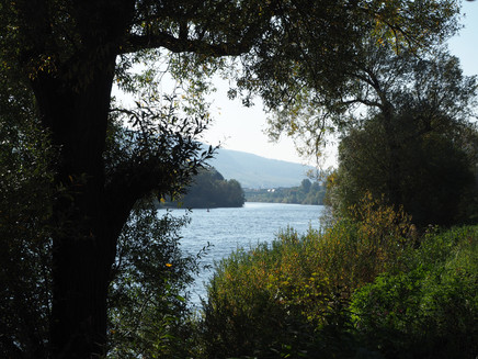 Moselufer bei Reil