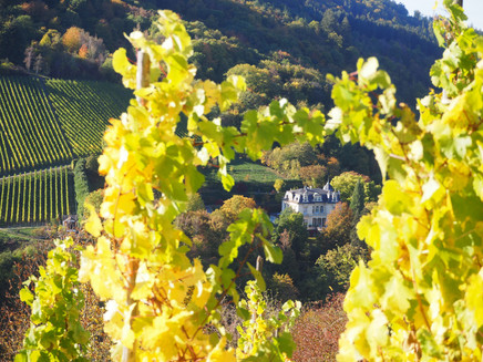 Villa Sonora über Traben-Trarbach