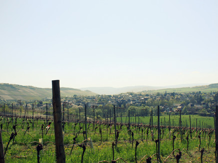 View at the vineyards
