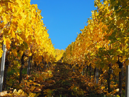 Herbst