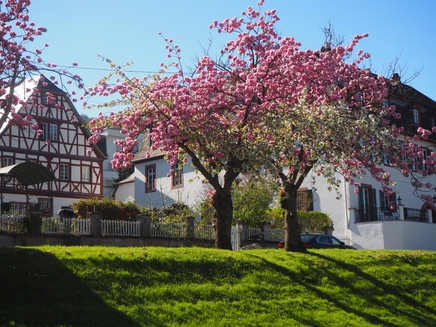japanische Kirsche vor Fachwerkhaus am Reiler Moselufer