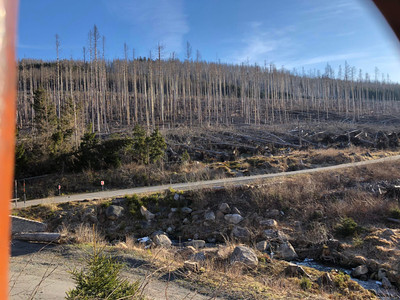 Forest in Change on Brockenstraße
