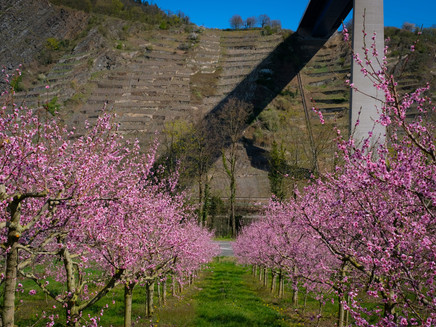 blühende Obstbäume im Frühjahr