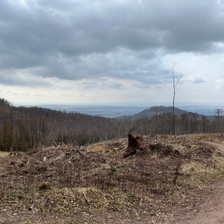 Ausblick vom "Großen Knollen" nach Süden