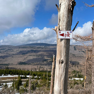 Blick vom Wurmberg zum Brocken