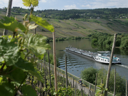 Mosel-Radweg bei Trittenheim