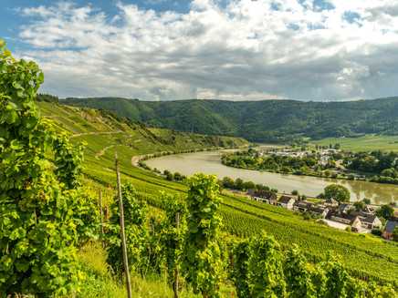 View from the Moselsteig of the Mosel at Leiwen