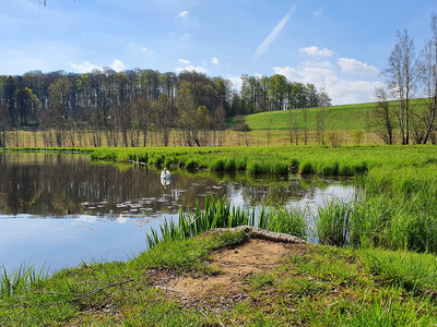 Stieger See mit Schwänen