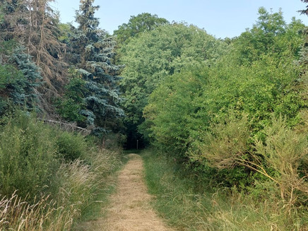 Waldweg auf dem Naturrundweg