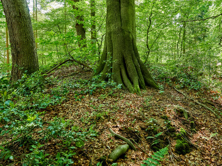 Vorgeschichtspfad bei Flögeln