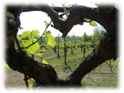 Vine heart