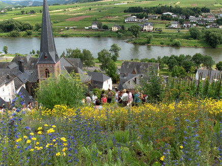 Blick vom Gewürzgarten auf die Mosel