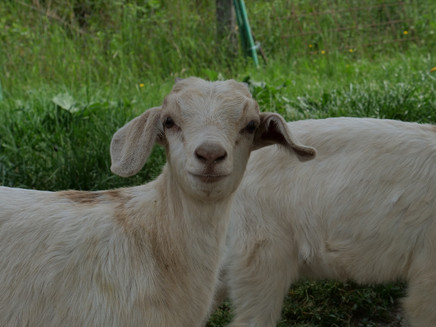 Das staunt das Tier (kein Esel)